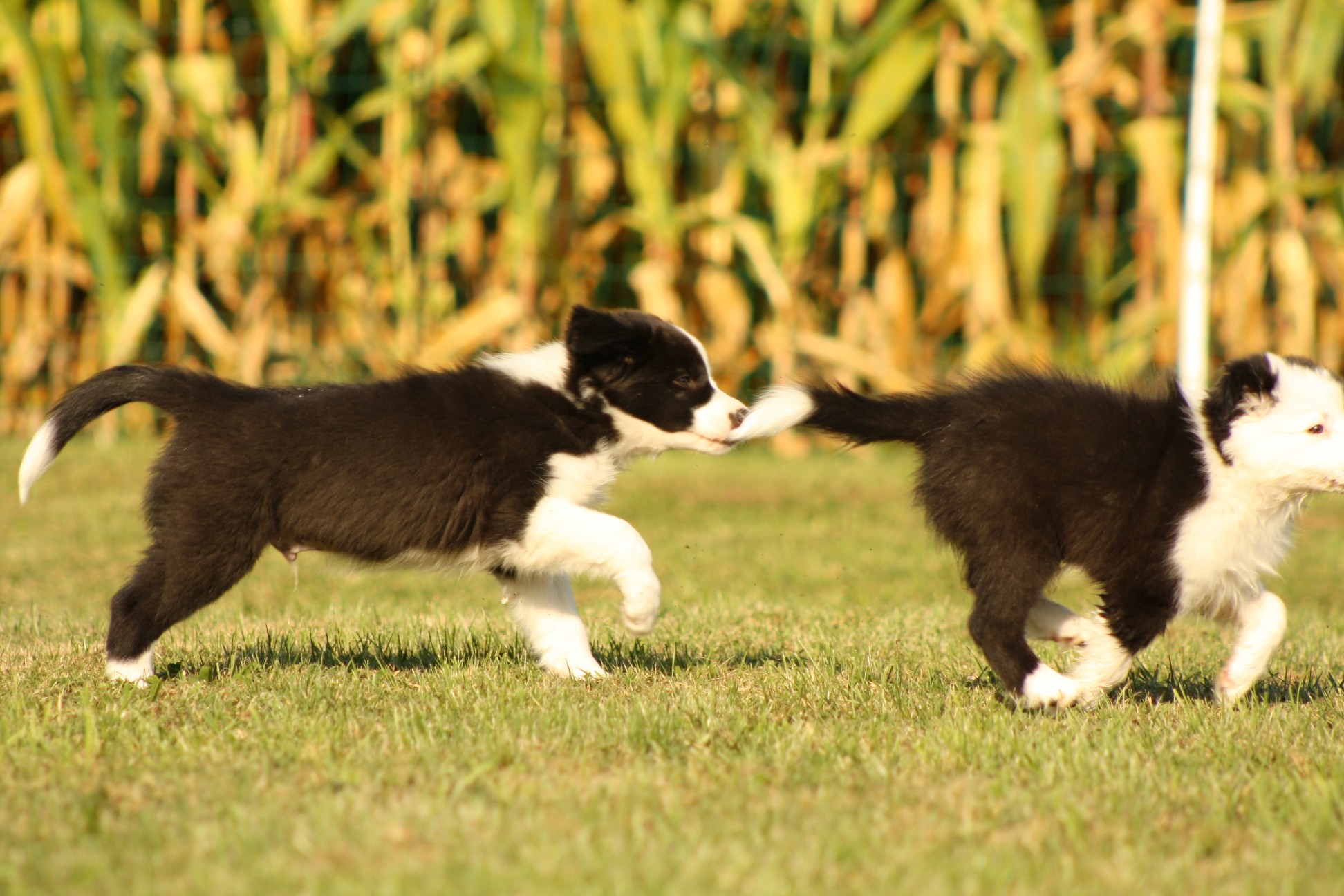 Daily Morning Awesomeness Awesome Morning Pics Gifs More Dog Eyes Animals Beautiful Beautiful Dogs